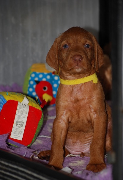 Leiborschy Hungarian Wire Haired Vizslas